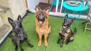 GERDESSUS THOMAS – ANDRIEUX PAUL à Blaye