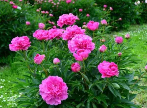 Delclef Cecile à Nangis