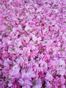 GELOT Sally à Grasse