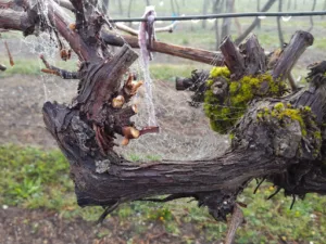 Edely Françoise à Bellevigne