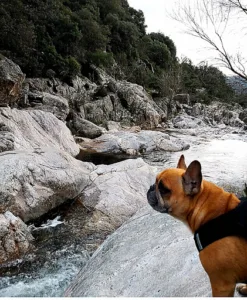 Laurens Martine à Béziers