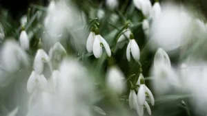 Lydie Infirmière Libérale à Desvres