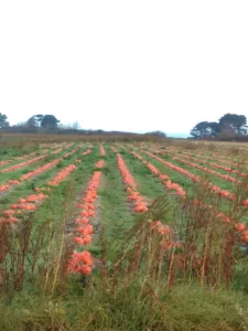 Mickaël Galliou à Plouguerneau