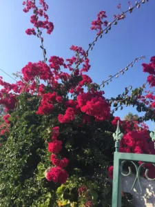 Dornier Véronique à Dijon
