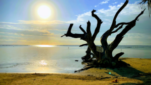 Bailleux Amélie à Anzin