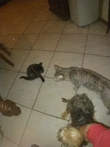 Kopec Sandrine à Laroche-Saint-Cydroine