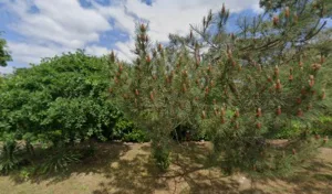Mellier Michèle à Le Pian-Médoc