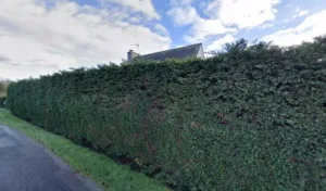 Josselin Morand Isabelle à Pluvigner