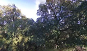 Angelotti Rosette à Biguglia