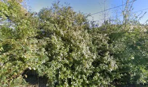 Pouillou Francoise à Asnières-la-Giraud