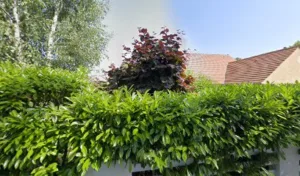 Pigal Francoise à Mandres-les-Roses