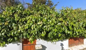 Sandra VERLET à Lunel