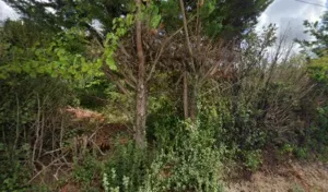 Turland Dumas Claudine à Montluçon