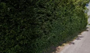 Bellanger Sylvie à Belforêt-en-Perche