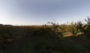 Pietrasanta Patricia à Saint-Gilles