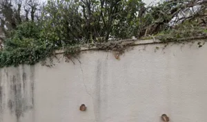 Kellerhals Aline à Dardilly